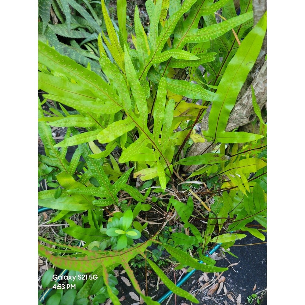 Kangaroo Paw Fern - Live Plant Microsm...